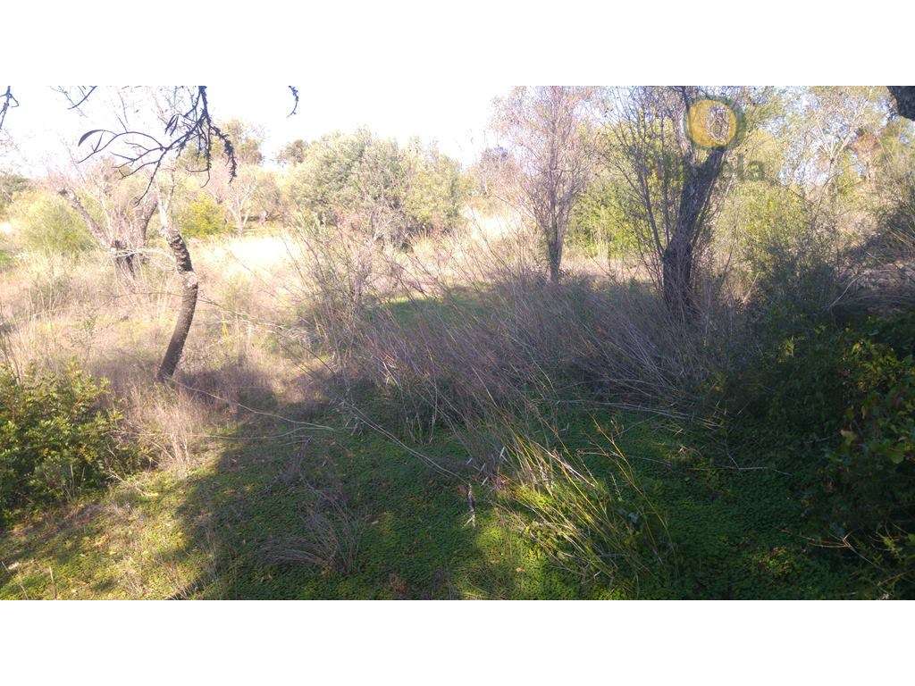 Terreno plano com bom acesso - Grande imagem: 3/5