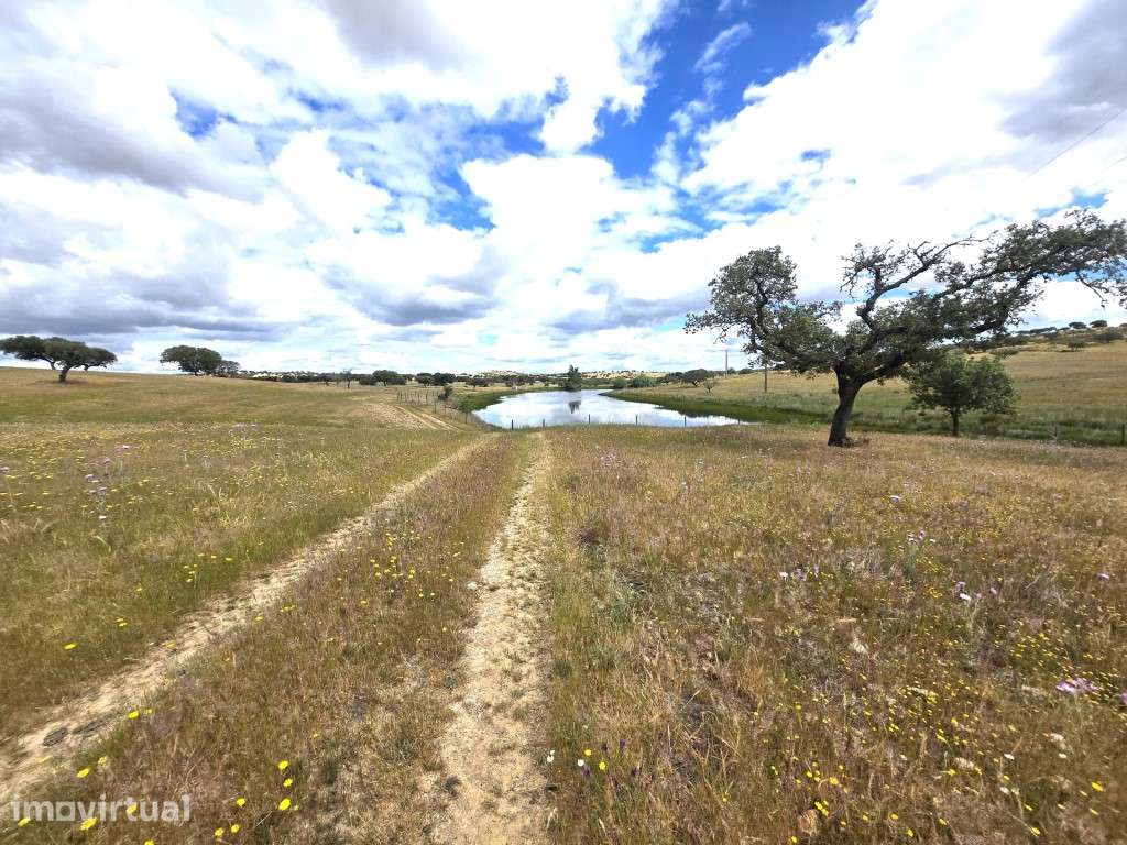 Herdade com 36 Hectares, Vinha, Barragem e Elevado Potencial Agríco... - Grande imagem: 4/27