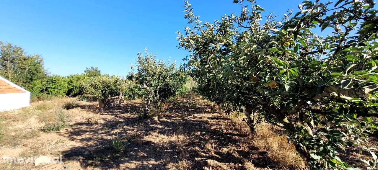 Quinta com moradia no Arneiro Merceana com 3ha de terreno com arvores - Grande imagem: 3/16