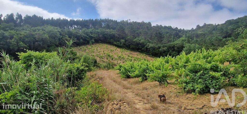 Terreno Agrícola em Mafra - Grande imagem: 5/24