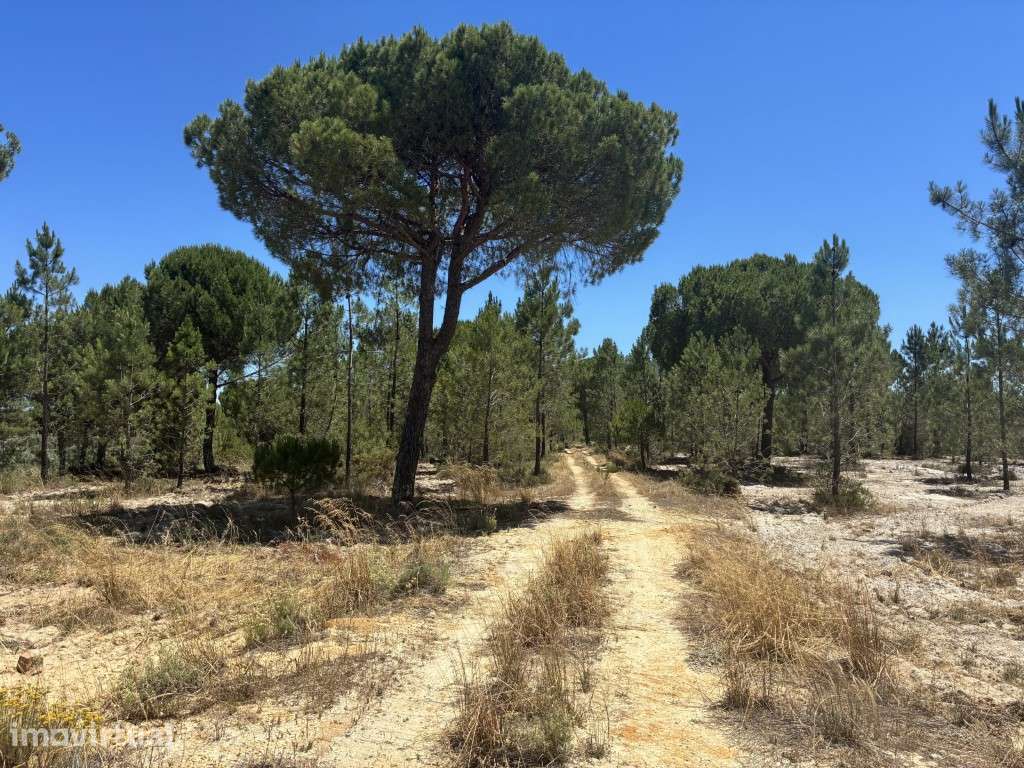 Quinta Exclusiva na Comporta - Grande imagem: 4/12