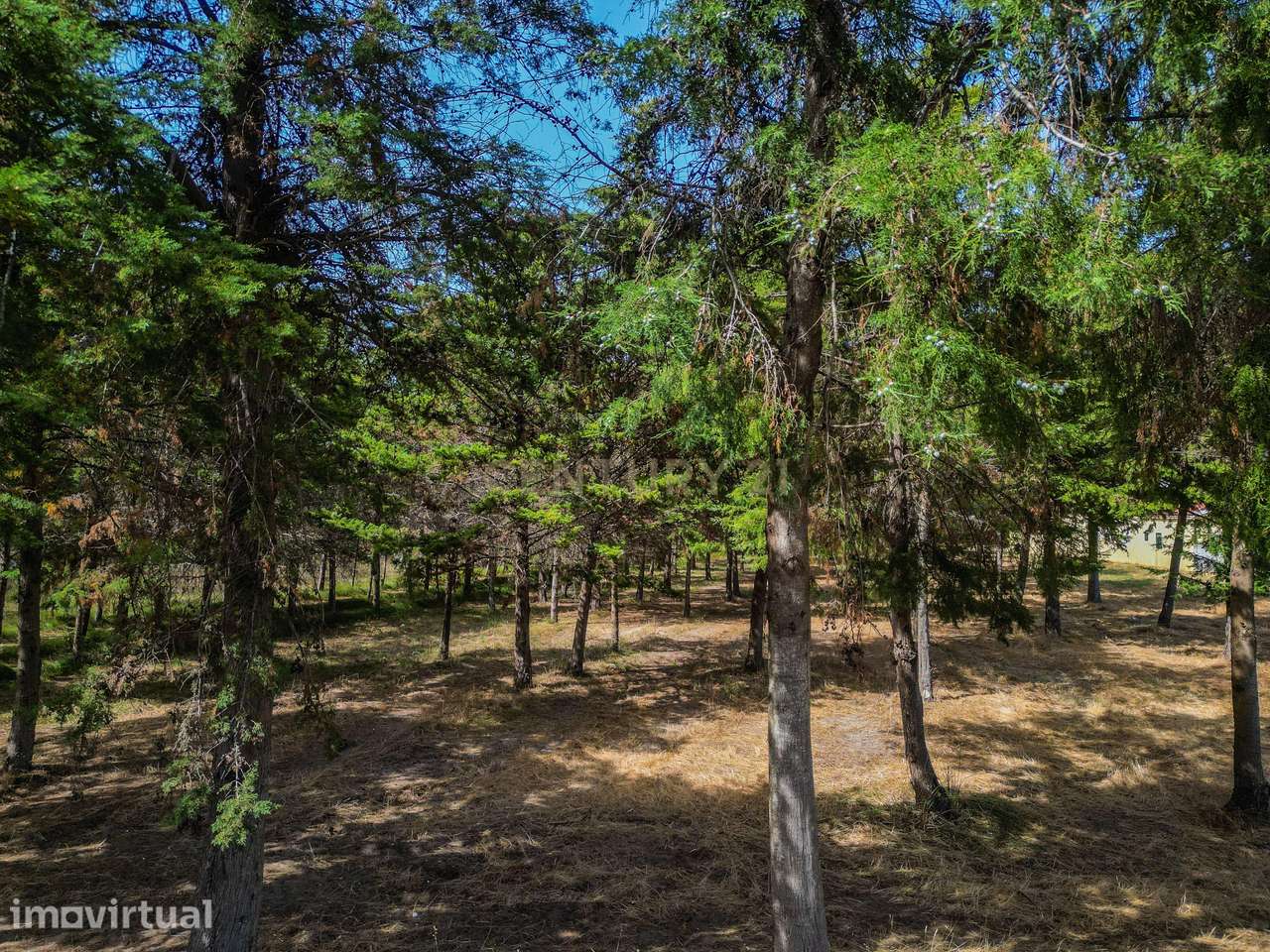 Terreno com cerca de 3.300 m² em zona de pinhal, em Casal Novo, Quiaio - Grande imagem: 3/12