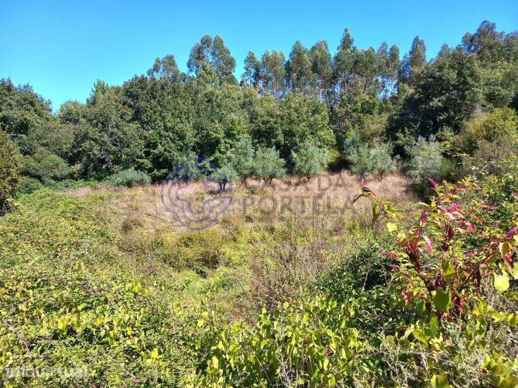 Terreno agrícola com uma ribeira a 10 minutos de Dornes - Grande imagem: 4/16
