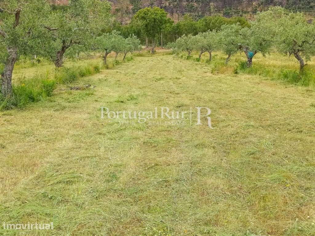 Quinta de produção biológica com 5 ha em São Vicente da Beira - Grande imagem: 5/7