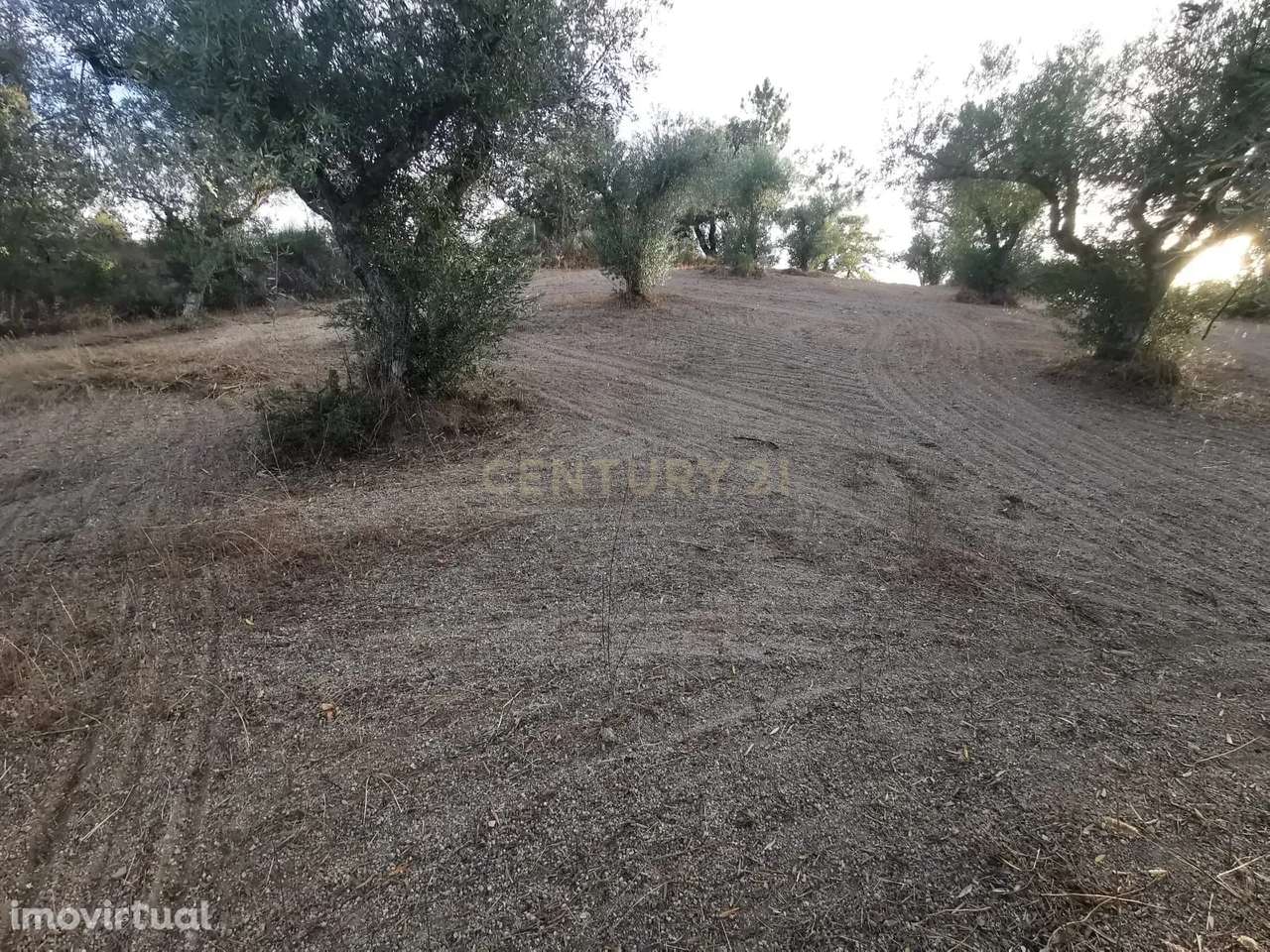 Terreno rústico com construção e poço – Freixial do Campo - Grande imagem: 3/14