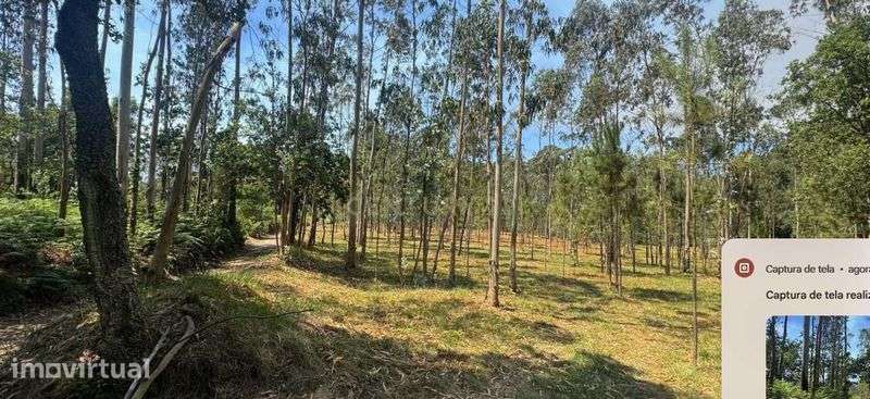 Terreno florestal 5.453 m² – Terroso | Póvoa de Varzim - Grande imagem: 2/12