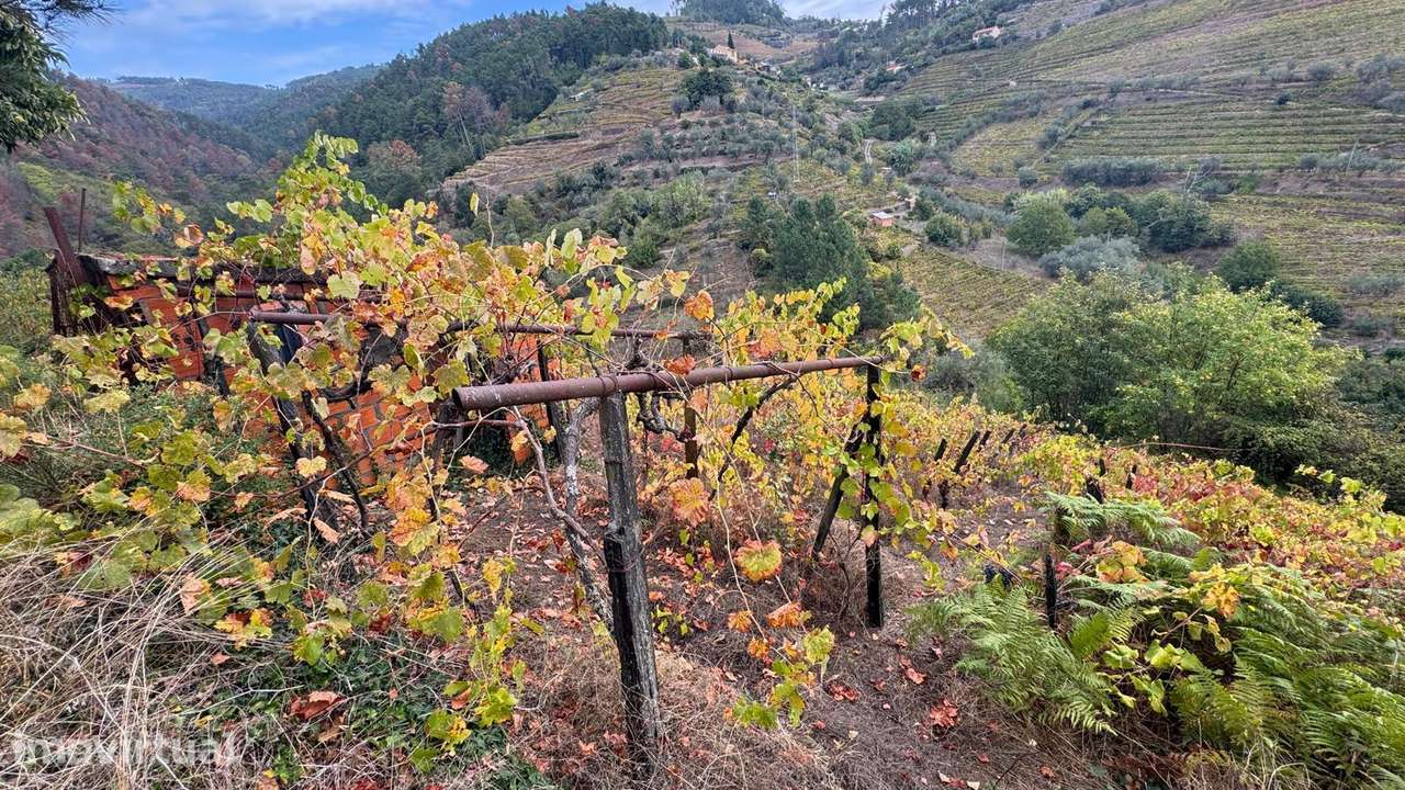 Quinta em Sedielos, Peso da Régua - Grande imagem: 3/15