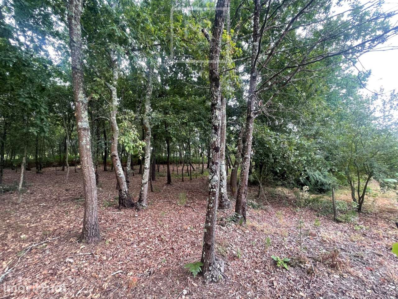 Terreno Rústico  Venda em Avelãs de Caminho,Anadia - Grande imagem: 5/6