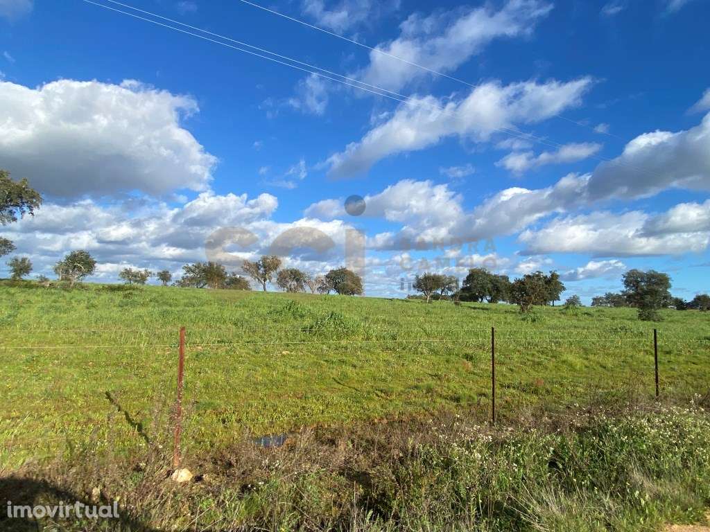 Terreno rustico com plantação de sobreiros seniores | 9,525 Hectare... - Grande imagem: 2/38