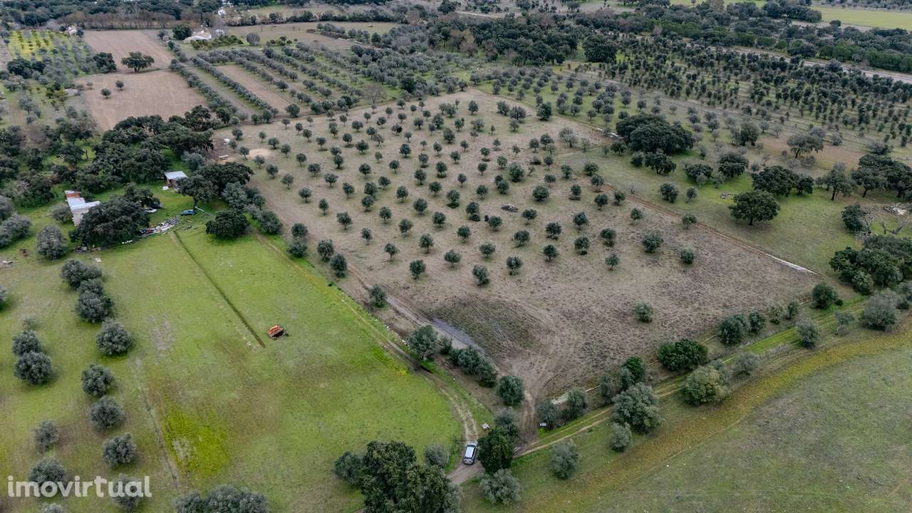 TERRENO RÚSTICO | VENDA | VILA NOVA DA BARONIA | ALVITO - Grande imagem: 2/7