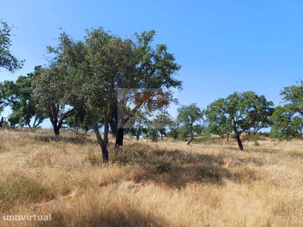 Terreno com 7 hectares - viabilidade para habitação e Turismo - Grande imagem: 3/11
