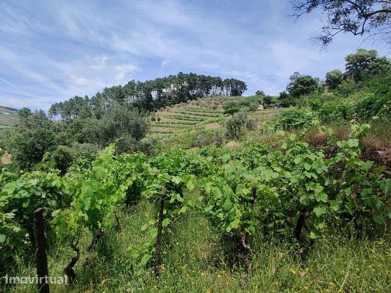 Vinha velha no Douro - Grande imagem: 2/3