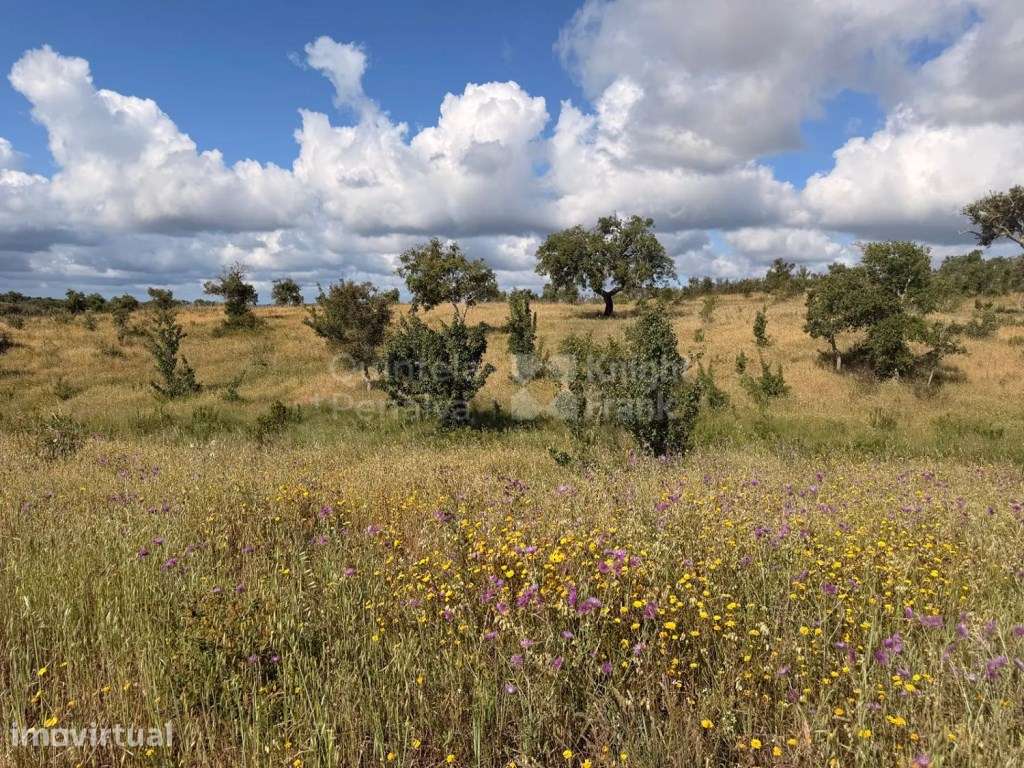 Terreno de 6,57 ha para venda na Costa Alentejana - Grande imagem: 3/15