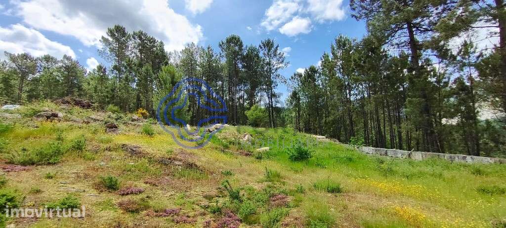 Terreno de 2545 m2   | Com Ruina Moradia T2 e Anexo | Gondomil e Saf - Grande imagem: 4/44