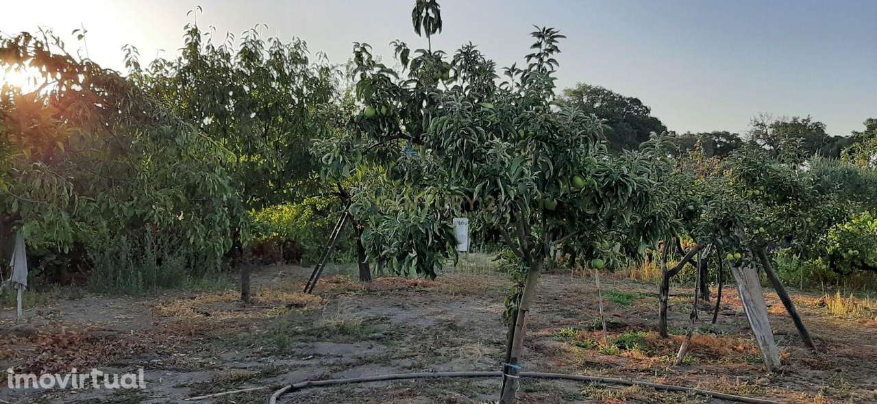 Terreno Rústico na Lousa, Castelo Branco - Grande imagem: 4/19