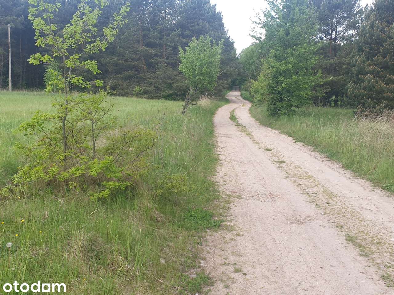 urokliwa działka Sarbinowo niedaleko Pałacu Mierzęcin enklawa leśna - Pełny obrazek: 3/5