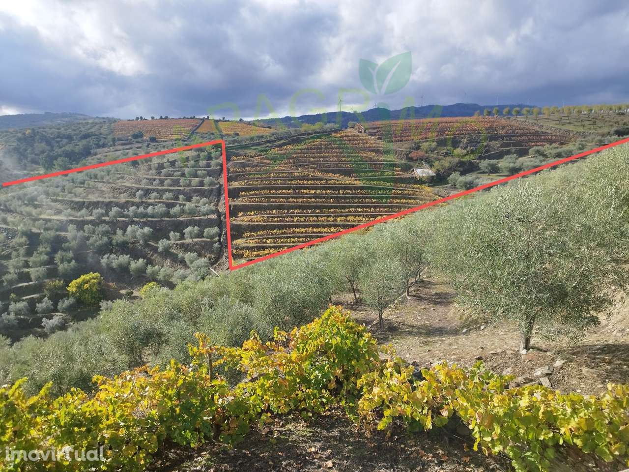 Olivais em Valongo dos Azeites, S.J. da Pesqueira - Grande imagem: 4/14