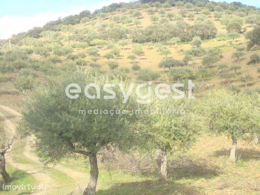 Terreno agrícola em Vila Nova De Foz Côa - Grande imagem: 3/12