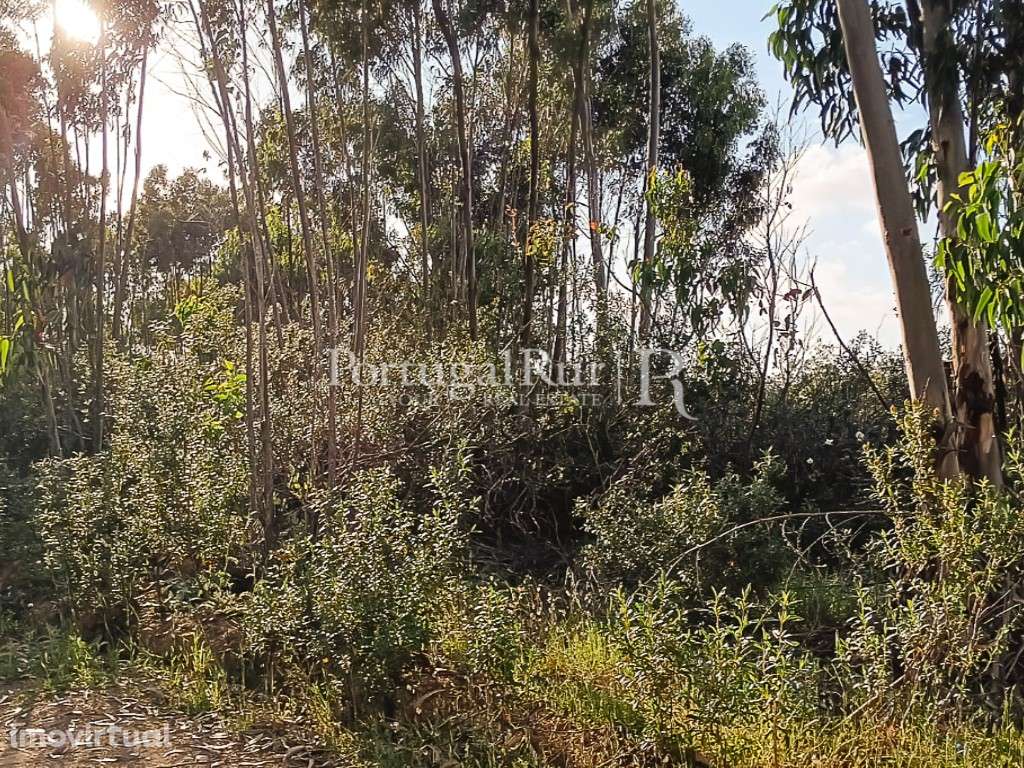 Terreno plano a 5 minutos das Praias, Costa Vicentina Algarve - Grande imagem: 4/10