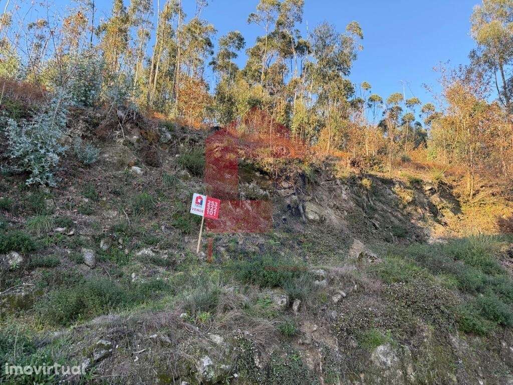 Terreno florestal, Prado São Miguel - Grande imagem: 4/14