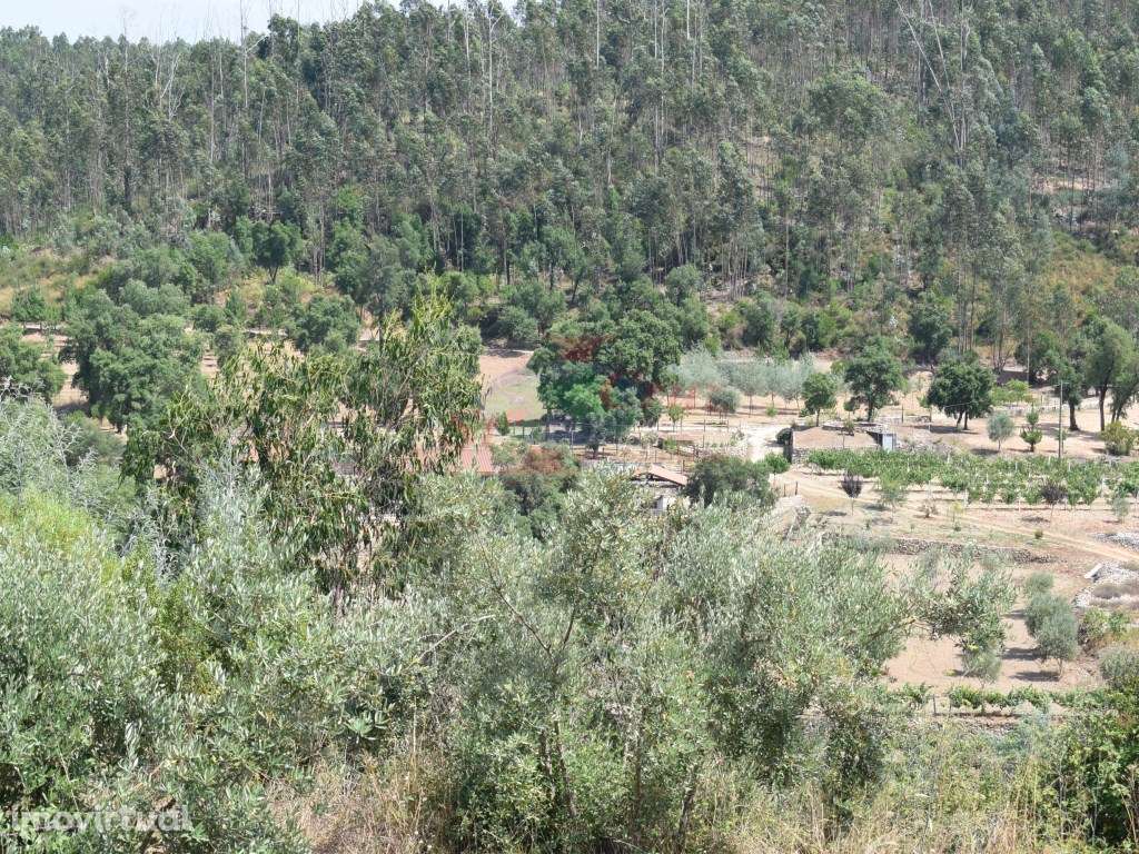 Quinta - Lavegadas, Vila Nova de Poiares - Grande imagem: 2/60