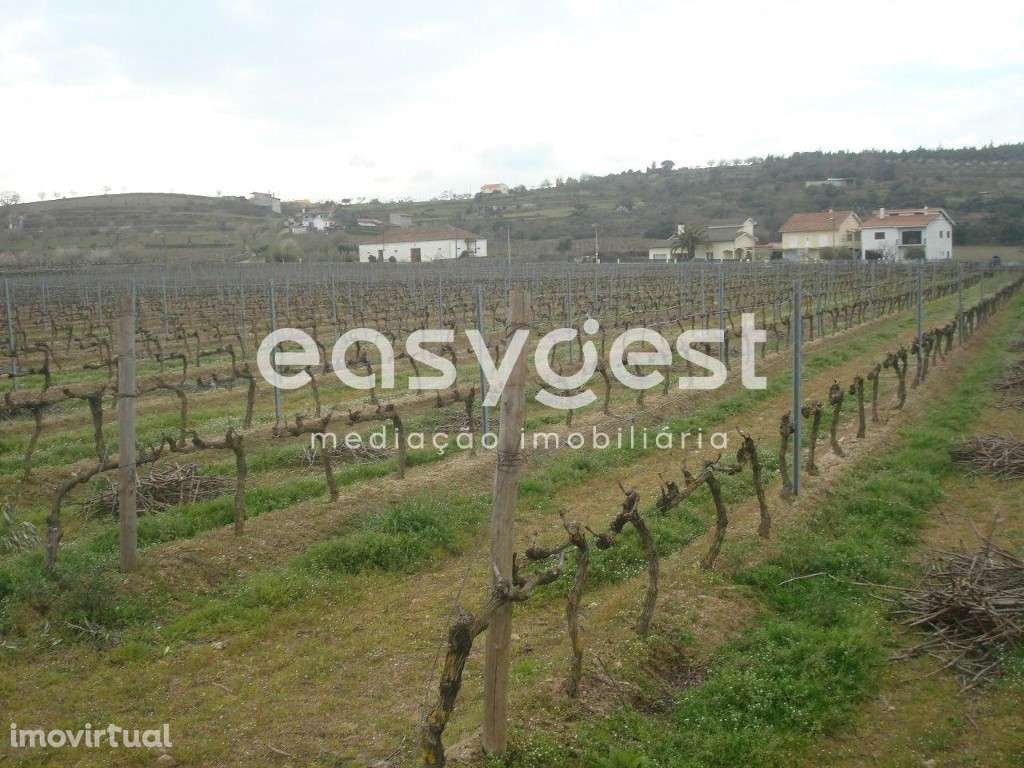 Terreno agrícola situado no douro vinhateiro Vila Nova De Foz Côa - Grande imagem: 5/30