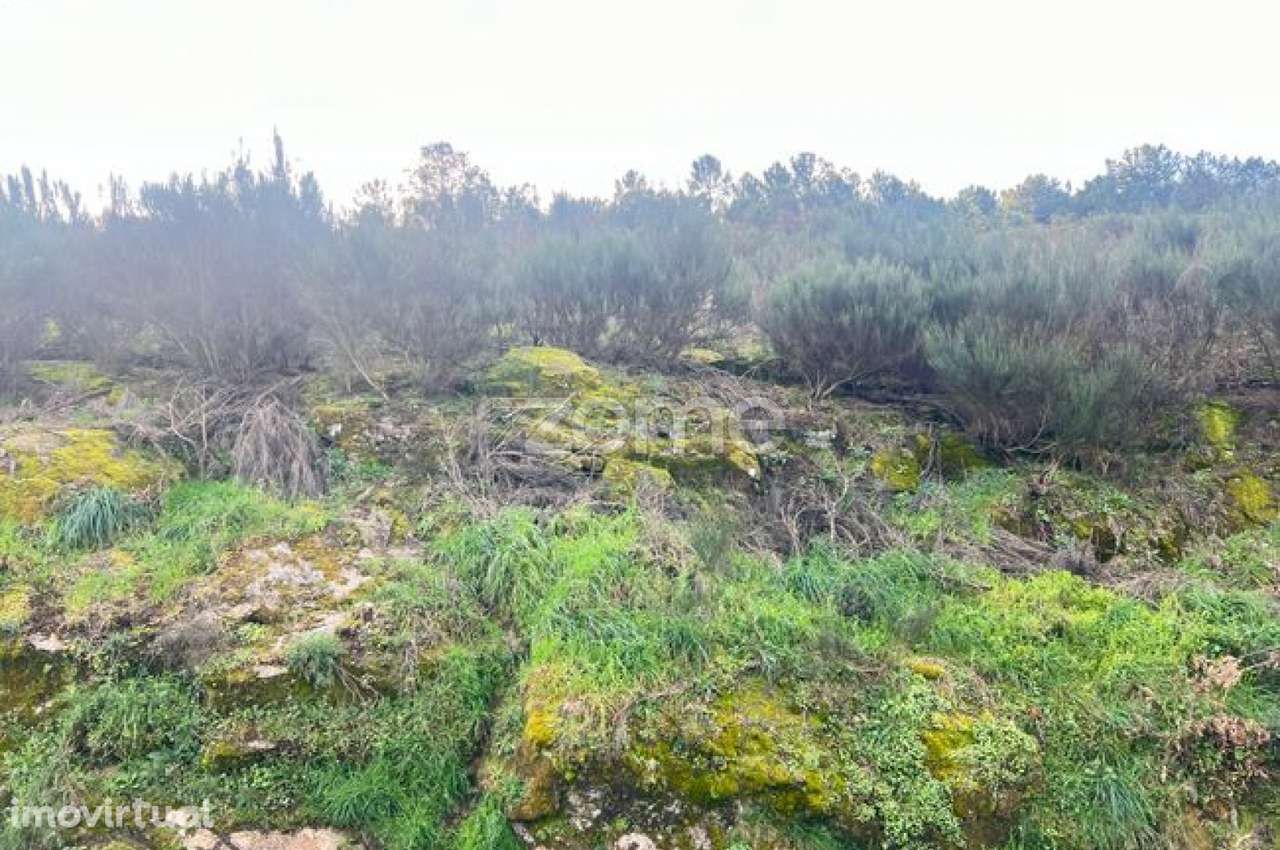 Terreno em Zona Florestal – Ideal para Cultivo ou Caravana - Grande imagem: 2/9