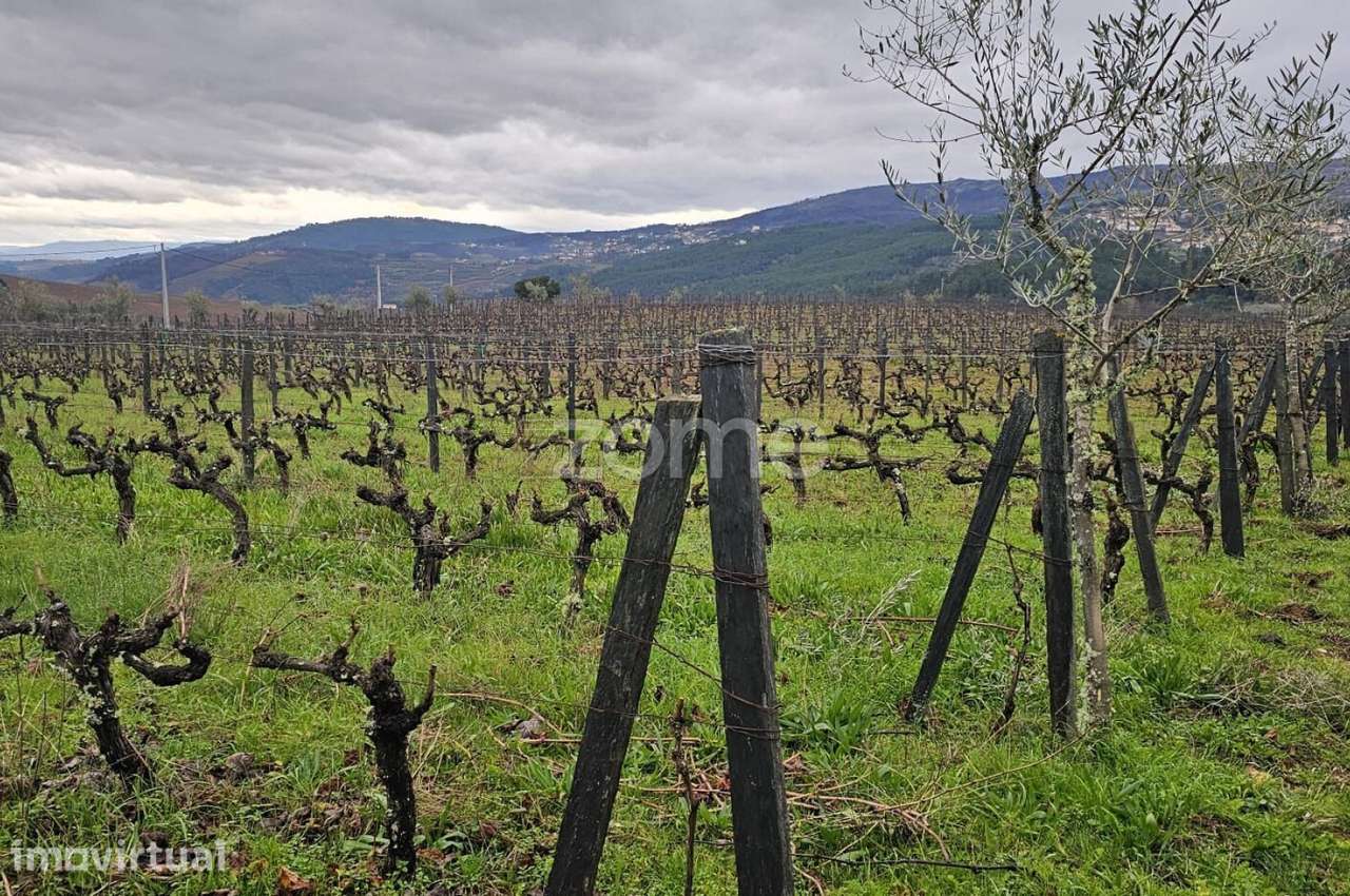 Terreno Agrícola – 30700 m² – Vilar de Maçada, Alijó - Grande imagem: 5/15