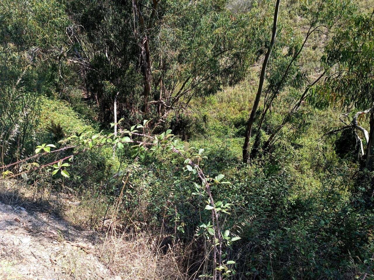 Terreno rústico de 112.000m2 em Ladeiras - S. Bartolomeu de Messines - Grande imagem: 4/19