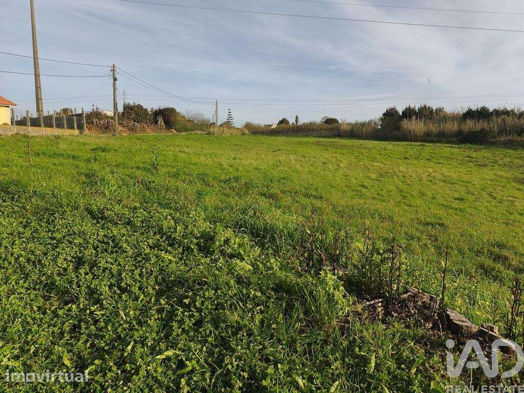 Terreno Agrícola em Cela - Grande imagem: 3/9