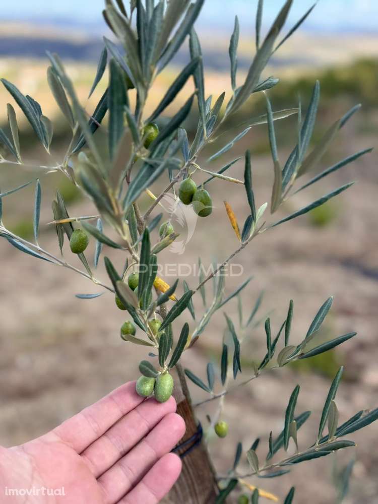 Terreno Rustico Povoa De Penela - Grande imagem: 3/12