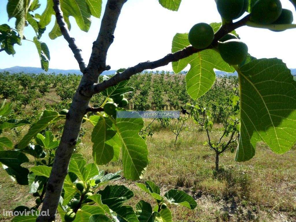 150.000m2 com Figueiras Biológicas, em Trás-os-Montes. Portugal, Mi... - Grande imagem: 5/9