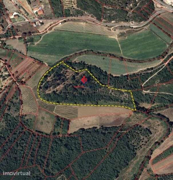 Terreno Rústico com 3,59 Hectares em Santarém – Natureza,... - Grande imagem: 3/11