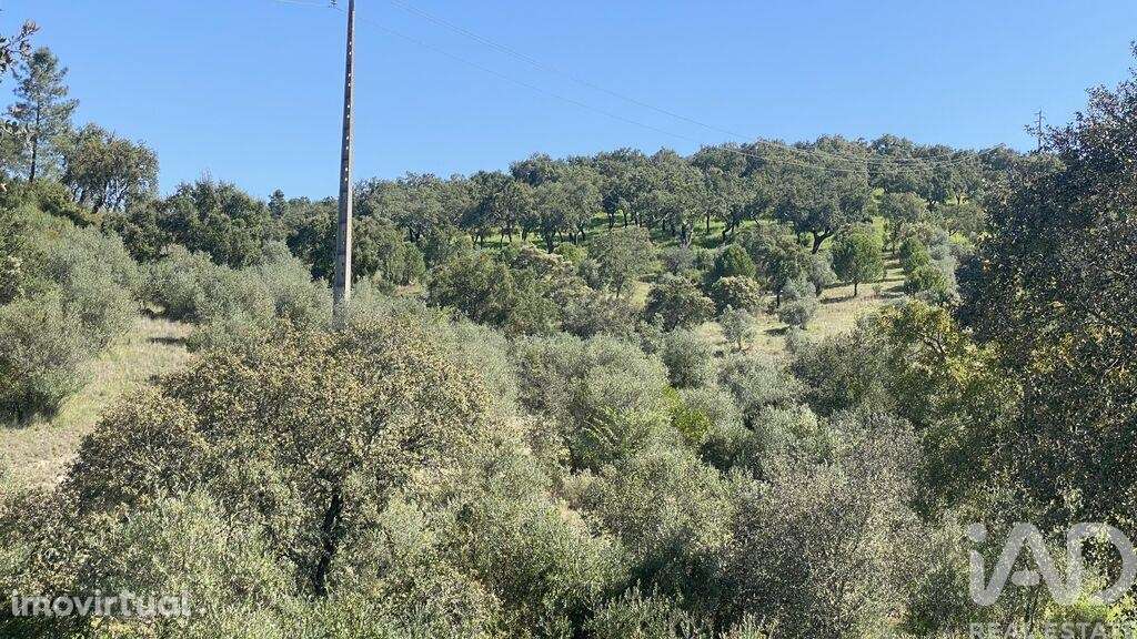 Terreno Agrícola em Ponte de Sor, Tramaga e Vale de Açor - Grande imagem: 3/10