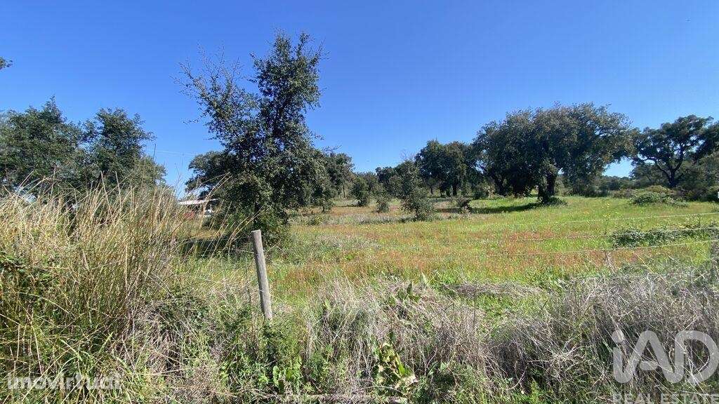 Terreno Agrícola em Ponte de Sor, Tramaga e Vale de Açor - Grande imagem: 5/10