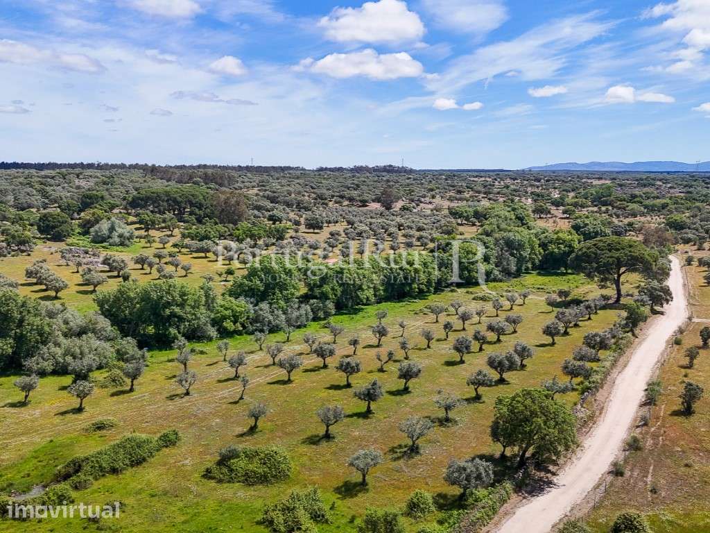 Herdade Ganadeira com 193 ha no Crato, Alentejo - Grande imagem: 4/60