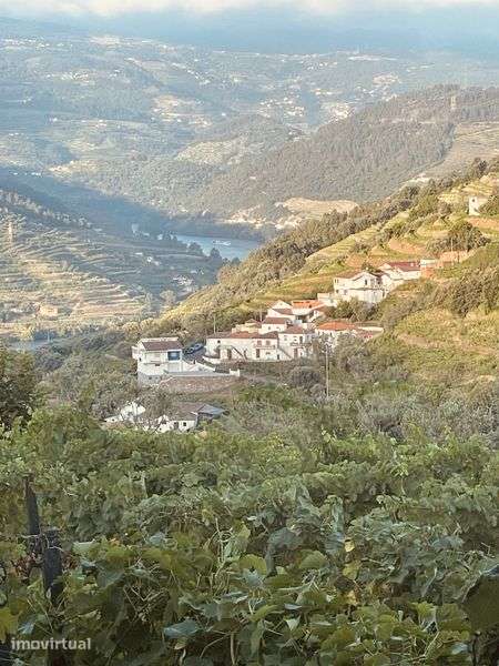 Quinta vinhateira com moradia e adega - Grande imagem: 4/11