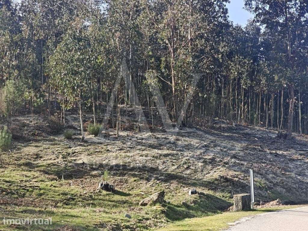 Terreno rústico - MANGUALDE DA SERRA - GOUVEIA | LEILÃO ELETRONICO ... - Grande imagem: 2/9