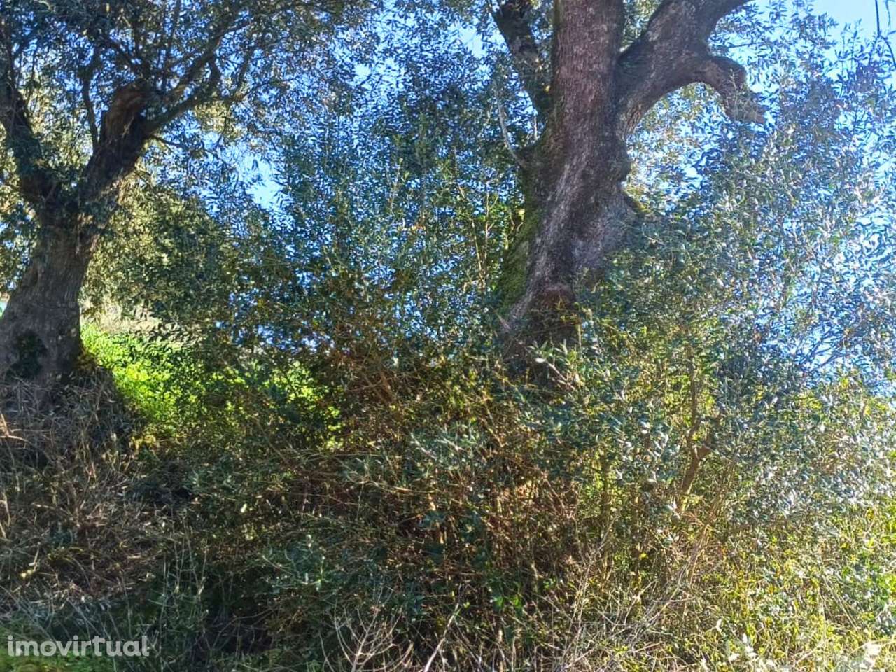 Terreno rústico para venda na Moçarria - Grande imagem: 5/9