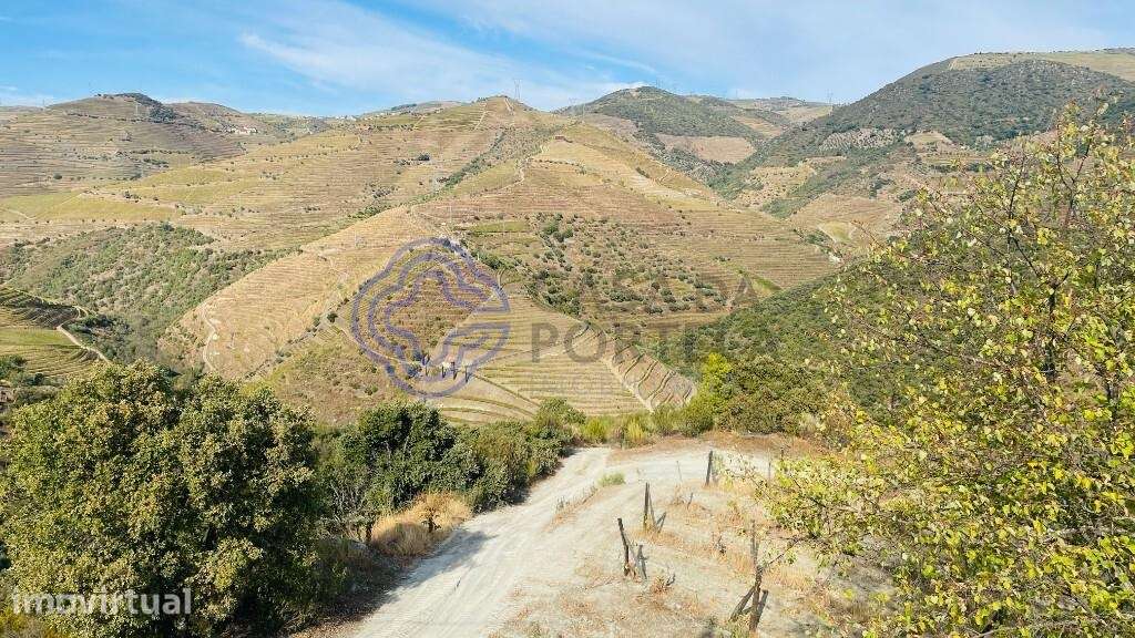 Quinta Vinícola Douro 58ha - Letra A - Grande imagem: 4/25