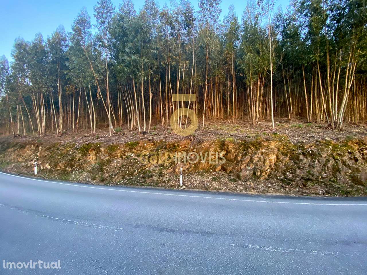 Terreno Florestal - Grande imagem: 4/10