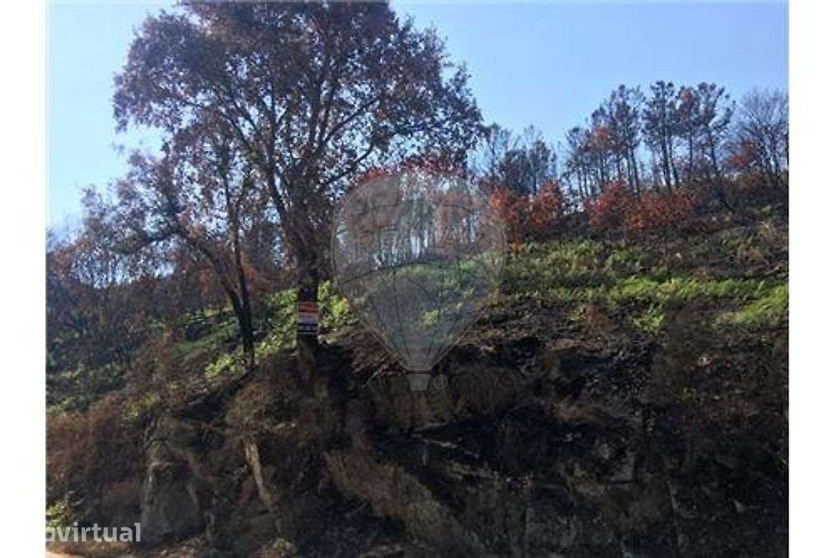 Terrenos - Santa Cruz do Douro e São Tomé - Grande imagem: 3/6