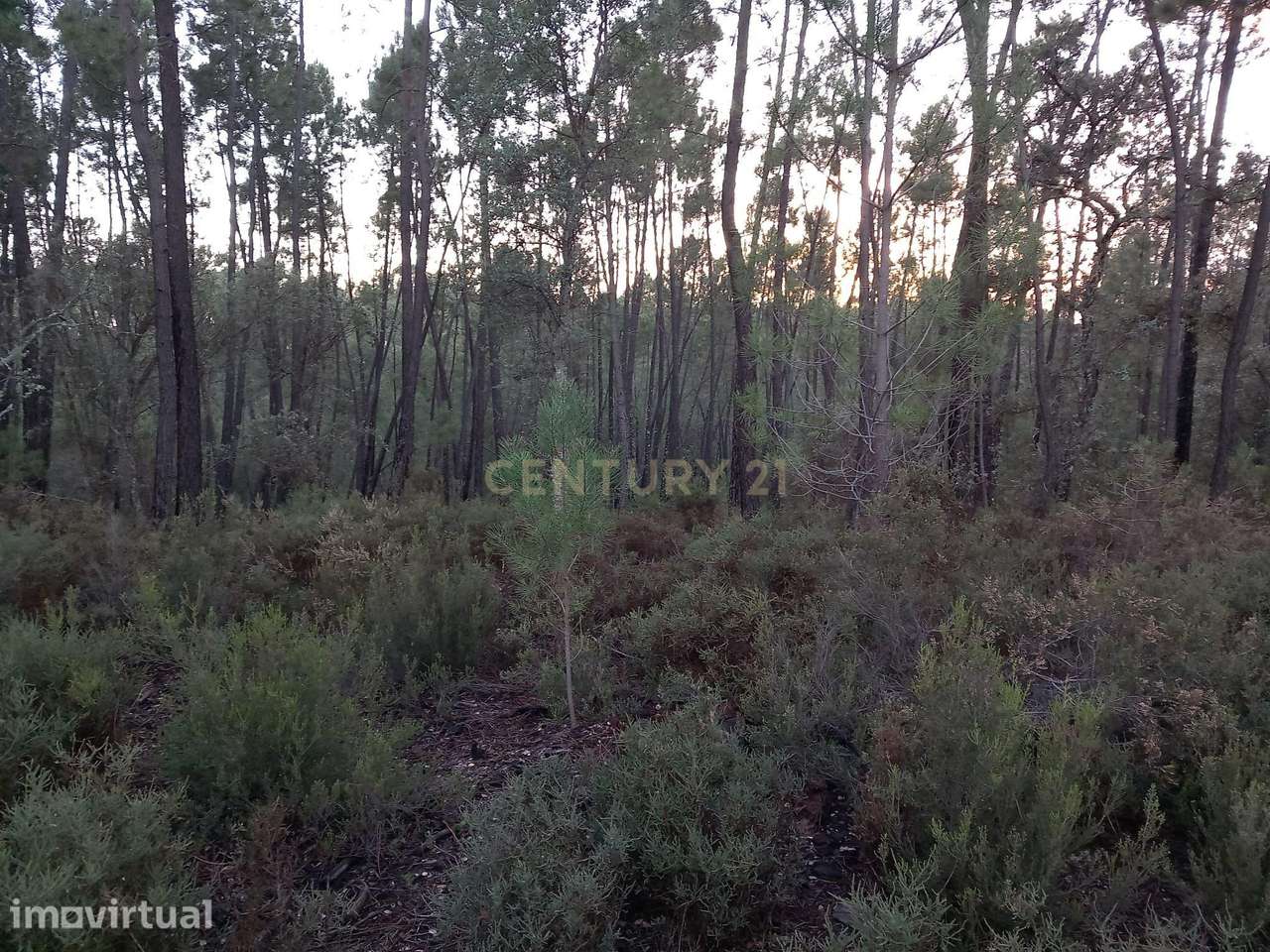 Terreno Rustico Vale Chiqueiro - Grande imagem: 3/7