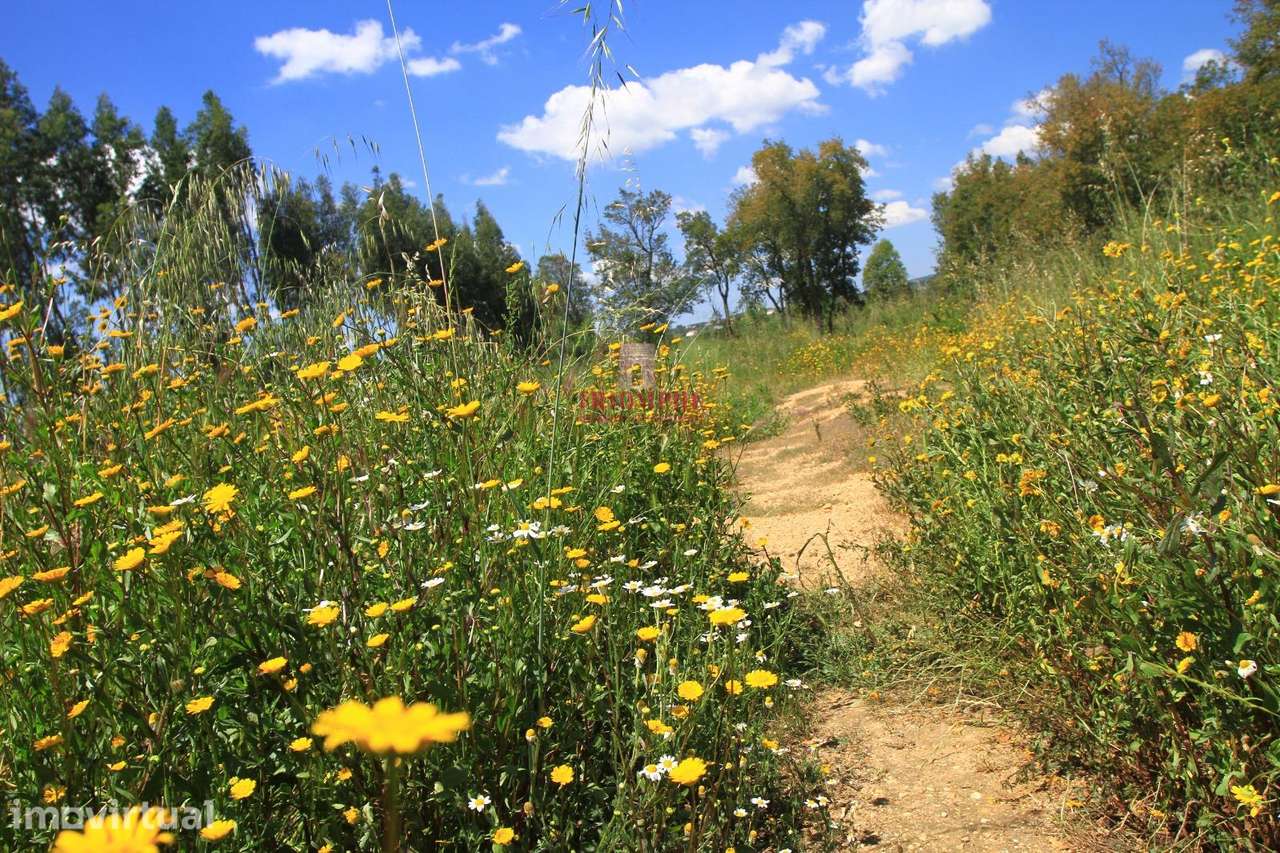 Terreno 35.000m2, Madalena e Beselga, Tomar - Grande imagem: 2/23