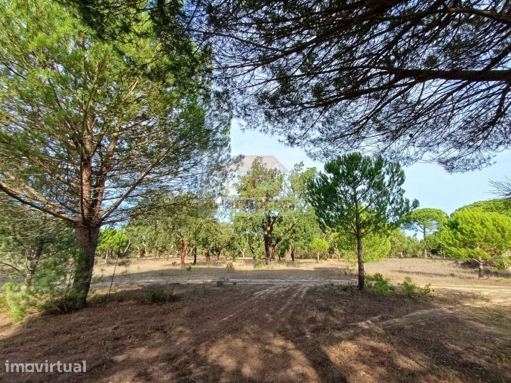 Herdade com ruínas e cortiça de excelência a 10 minutos das praias! - Grande imagem: 4/13