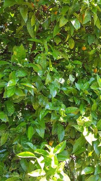 vende-se imóvel/terreno - Grande imagem: 5/11