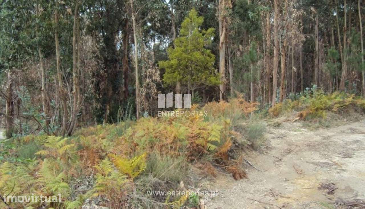 Venda Terreno, Croca, Penafiel - Grande imagem: 3/12