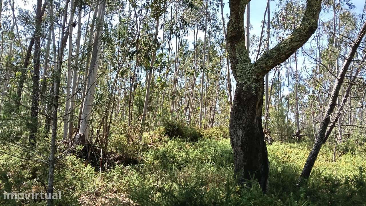Terreno Agroflorestal em Vila Cã, Pombal - 2575m² com Vista Montanha - Grande imagem: 3/5