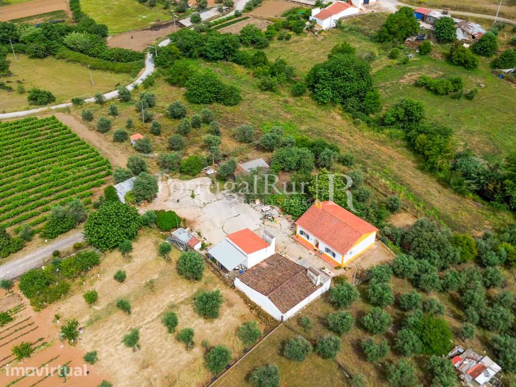 Quinta Alentejana com 2 casas e vinha em Borba - Grande imagem: 5/56