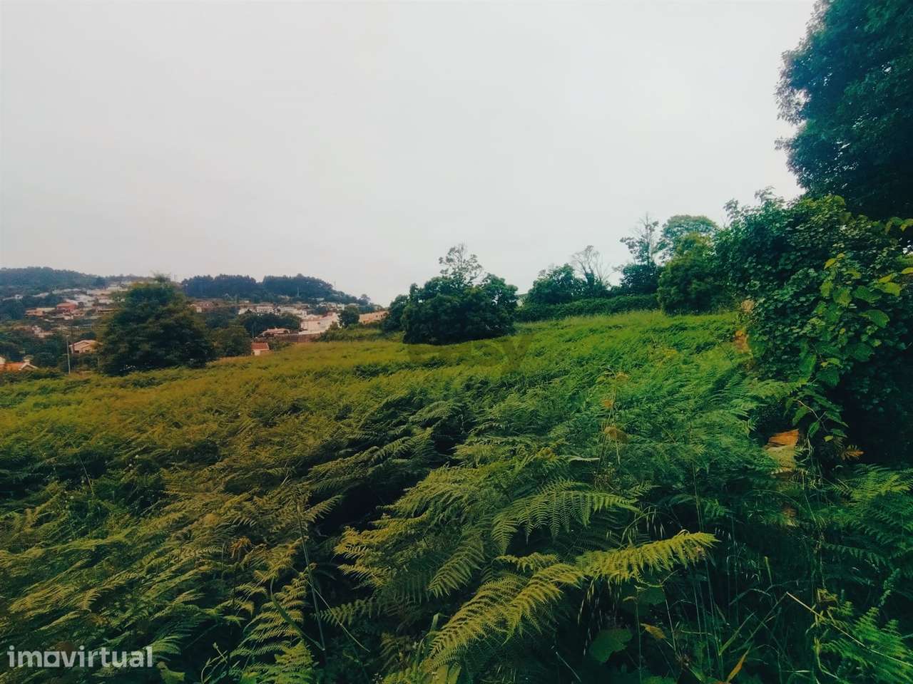 Terreno de Luxo em Caminha (5.000 m²) | Investimento Premium - Grande imagem: 4/18